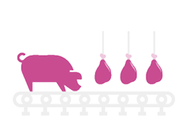 Slaughter phase. Pork and meat in a conveyor chain