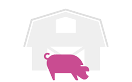 Finisher phase. Farm with one pig