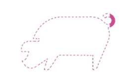 Pig dotted contour with tale highlighted